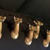 New stuffed heads of impalas