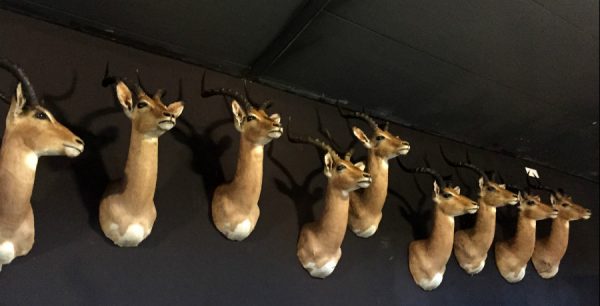 New stuffed heads of impalas