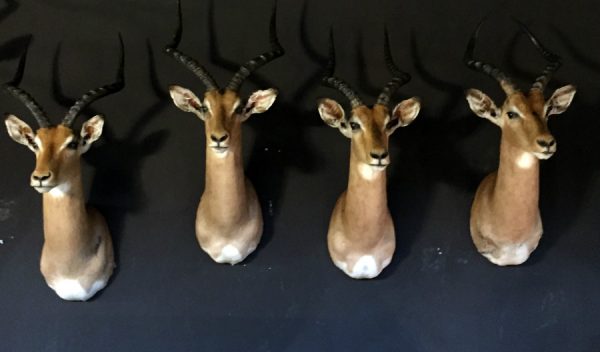 New stuffed heads of impalas