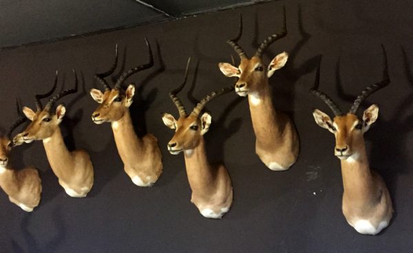 New stuffed heads of impalas