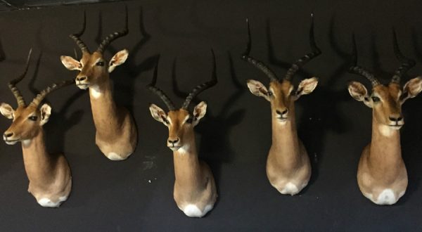 New stuffed heads of impalas