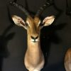 New stuffed heads of impalas