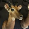 New stuffed heads of impalas