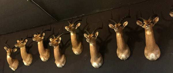 New stuffed heads of impalas