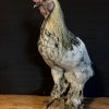 Recently stuffed large roosters