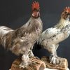 Recently stuffed large roosters