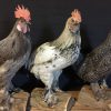 Recently stuffed large roosters