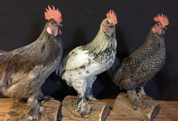 Recently stuffed large roosters