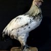 Taxidermy life like rooster.