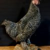 Recently stuffed large roosters