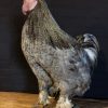 Recently stuffed large roosters