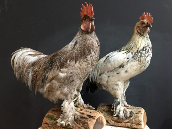 Recently stuffed large roosters