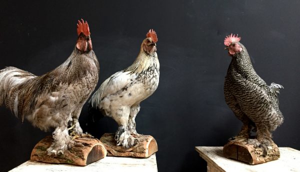 Recently stuffed large roosters