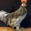 Recently stuffed large roosters