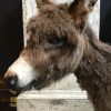 Very nice stuffed donkey foal. The donkey is very well preserved and stands on a wooden panel w