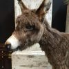 Very nice stuffed donkey foal. The donkey is very well preserved and stands on a wooden panel w