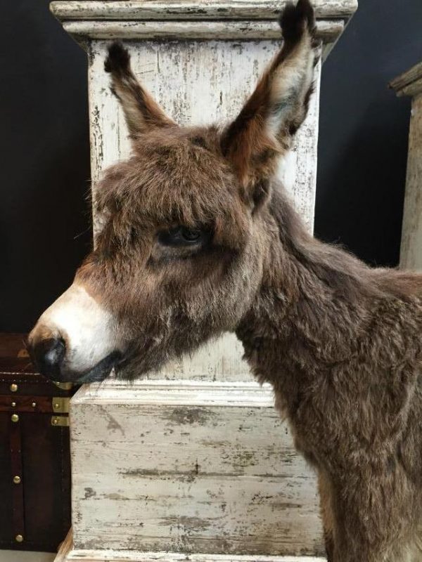 Very nice stuffed donkey foal. The donkey is very well preserved and stands on a wooden panel w