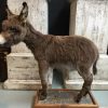 Very nice stuffed donkey foal. The donkey is very well preserved and stands on a wooden panel w