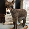 Very nice stuffed donkey foal. The donkey is very well preserved and stands on a wooden panel w