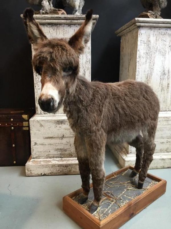 Very nice stuffed donkey foal. The donkey is very well preserved and stands on a wooden panel w