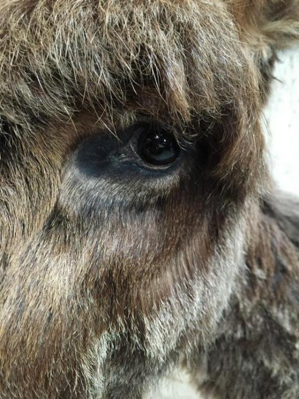 Very nice stuffed donkey foal. The donkey is very well preserved and stands on a wooden panel w