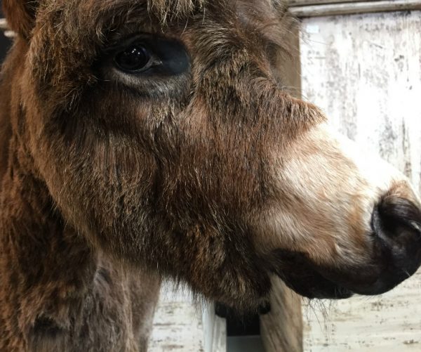 Very nice stuffed donkey foal. The donkey is very well preserved and stands on a wooden panel w