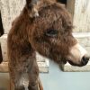 Very nice stuffed donkey foal. The donkey is very well preserved and stands on a wooden panel w