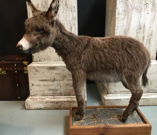 Very nice stuffed donkey foal. The donkey is very well preserved and stands on a wooden panel w