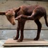 Recent stuffed lamb.