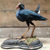 Stuffed purple gallinule