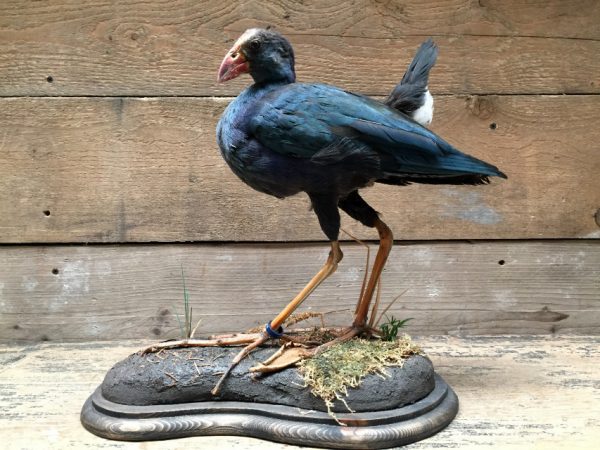 Stuffed purple gallinule