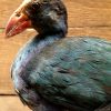 Stuffed purple gallinule