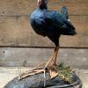 Stuffed purple gallinule