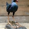 Stuffed purple gallinule