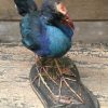 Stuffed purple gallinule