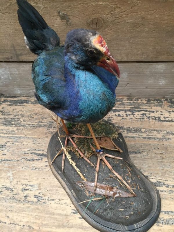 Stuffed purple gallinule