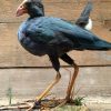 Stuffed purple gallinule