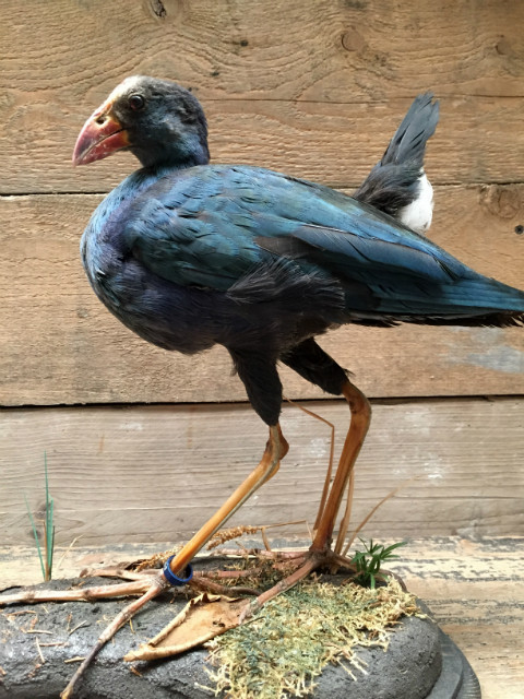 Stuffed purple gallinule