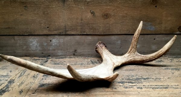 Antlers of a moose