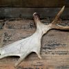 Antlers of a moose