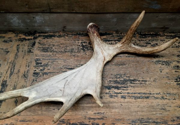 Antlers of a moose