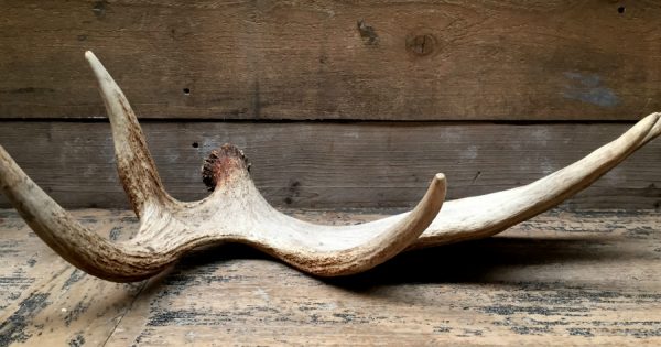 Antlers of a moose