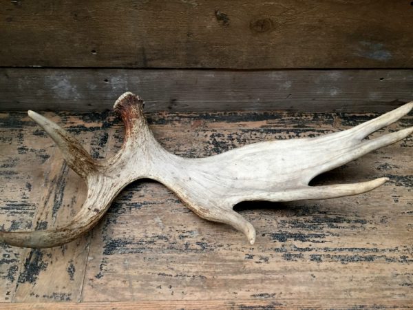 Antlers of a moose