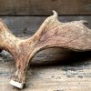 Antlers of a moose