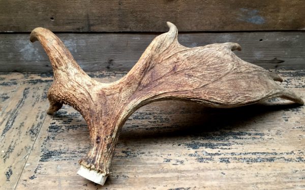 Antlers of a moose