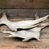 Heavy moose antler