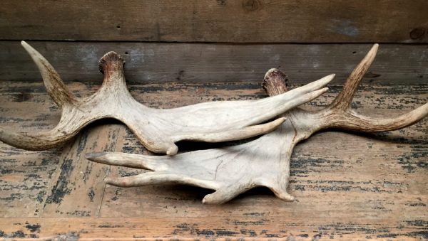 Antlers of a moose