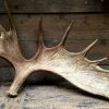 Heavy moose antler