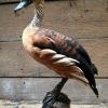 Graceful stuffed whistling duck