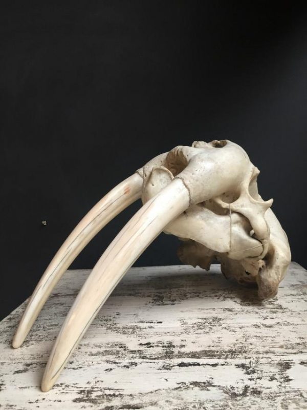 Antique skull of a walrus